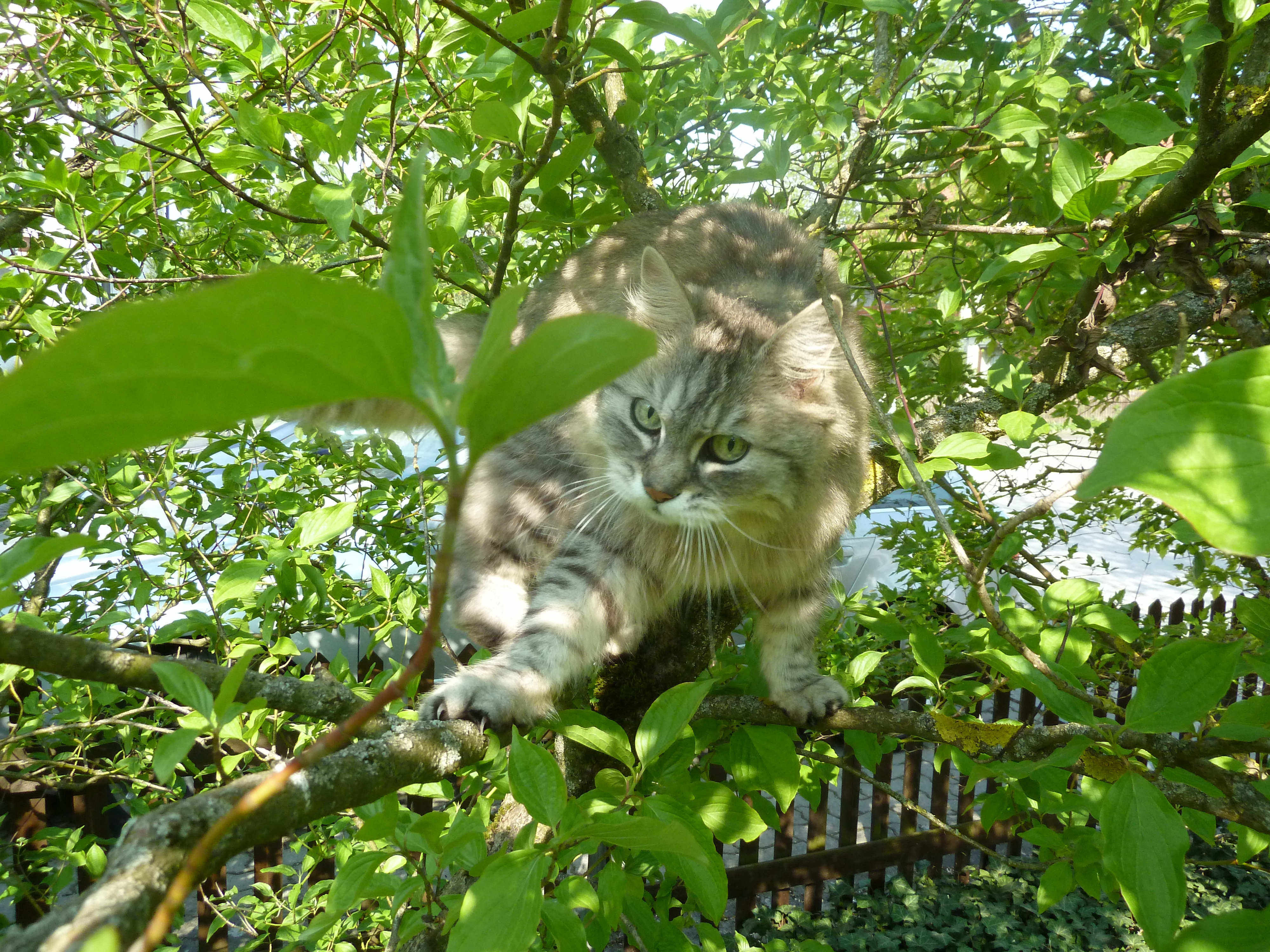 Ich klettere gerade auf einem Baum in unserem Garten.