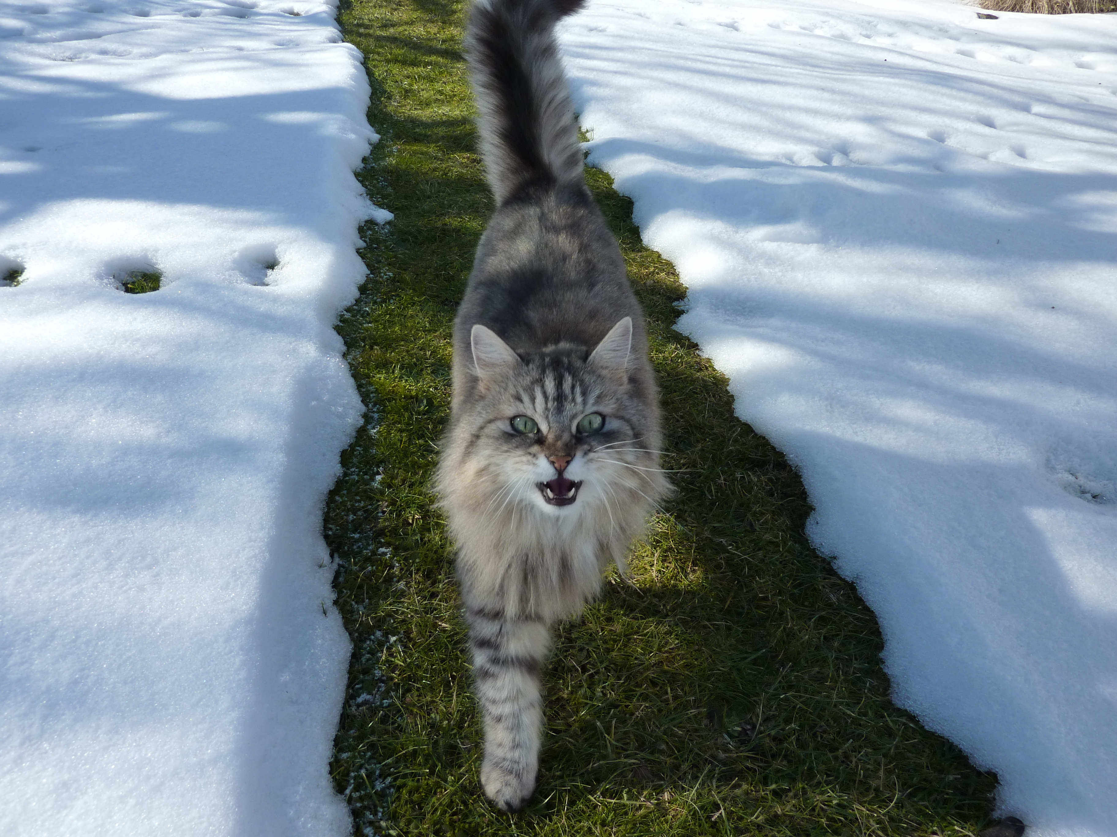 Es ist Winter und ich laufe durch unseren Garten.